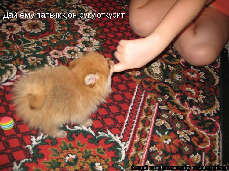 Дай ему пальчик,он руку откусит... Котоматрица: Дай ему пальчик,он руку откусит