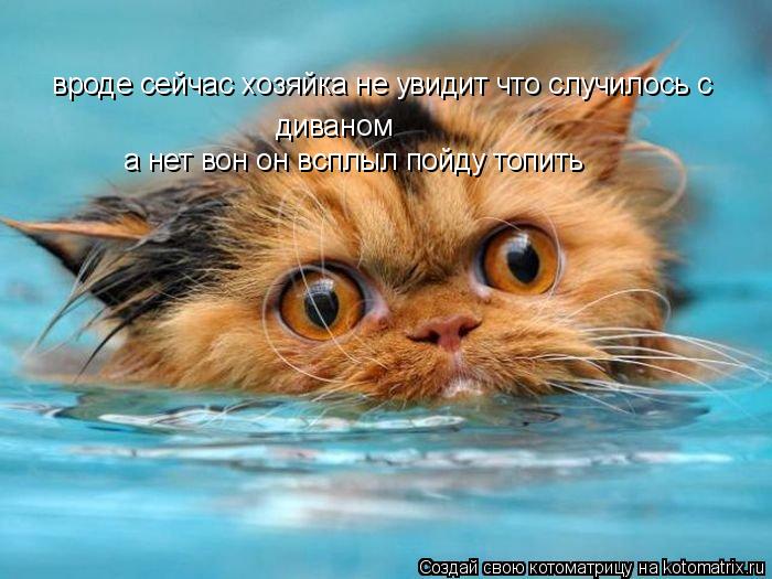 Котоматрица: вроде сейчас хозяйка не увидит что случилось с диваном а нет вон он всплыл пойду топить
