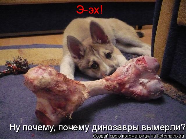 Ну почему, почему динозавры вымерли? Э-эх!... Котоматрица: Ну почему, почему динозавры вымерли? Э-эх!