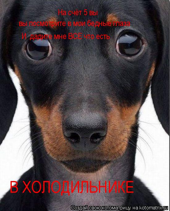 На счёт 5 вы вы посмотрите в мои бедные глаза И дадите мне ВСЕ что есть В ХОЛОДИЛЬНИКЕ... Котоматрица: На счёт 5 вы вы посмотрите в мои бедные глаза И дадите мне ВСЕ что есть В ХОЛОДИЛЬНИКЕ