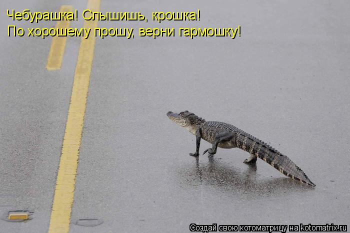 Чебурашка! Слышишь, крошка! По хорошему прошу, верни гармошку!... Котоматрица: Чебурашка! Слышишь, крошка! По хорошему прошу, верни гармошку!