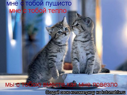 Котоматрица: мне с тобой пушисто мне с тобой тепло мы с тобою вместе,как мне повезло