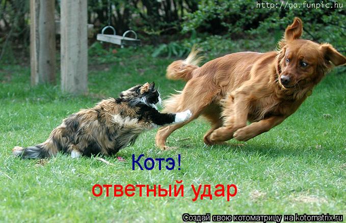 Котоматрица: Котэ! ответный удар