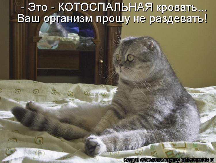 - Это - КОТОСПАЛЬНАЯ кровать... Ваш организм прошу не раздевать!... Котоматрица: - Это - КОТОСПАЛЬНАЯ кровать... Ваш организм прошу не раздевать!
