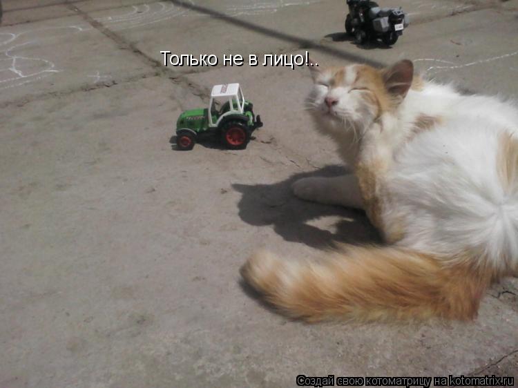 Котоматрица: Только не в лицо!..