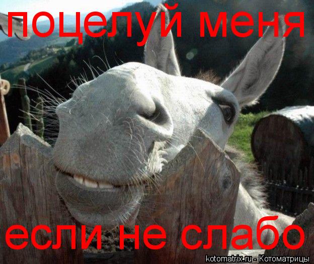 Котоматрица: поцелуй меня если не слабо