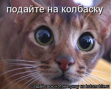 Котоматрица: подайте на колбаску
