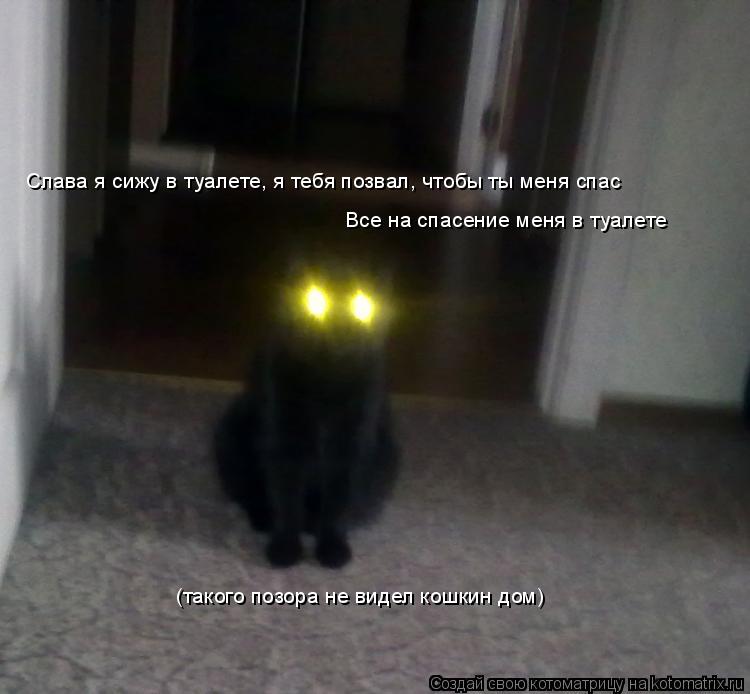 Котоматрица: Слава я сижу в туалете, я тебя позвал, чтобы ты меня спас Все на спасение меня в туалете (такого позора не видел кошкин дом)