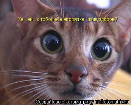 Котоматрица: Хе...ей...с тобой всё впорядкe...жив, здоров?