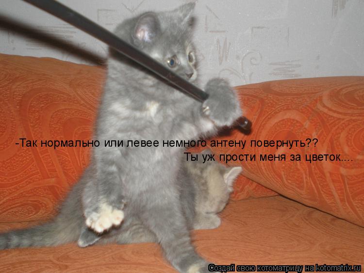Котоматрица: -Так нормально или левее немного антену повернуть?? Ты уж прости меня за цветок....