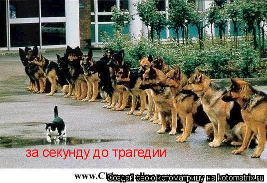Котоматрица: за секунду до трагедии