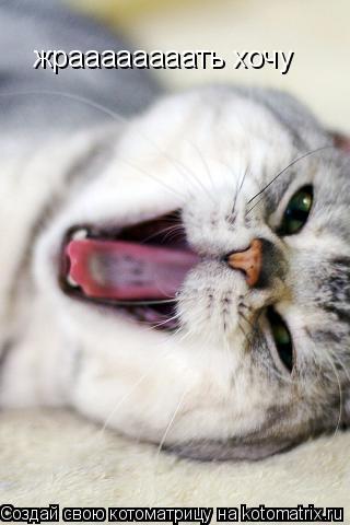 Котоматрица: жраааааааать хочу