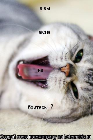 а вы меня не боитесь ?... Котоматрица: а вы меня не боитесь ?