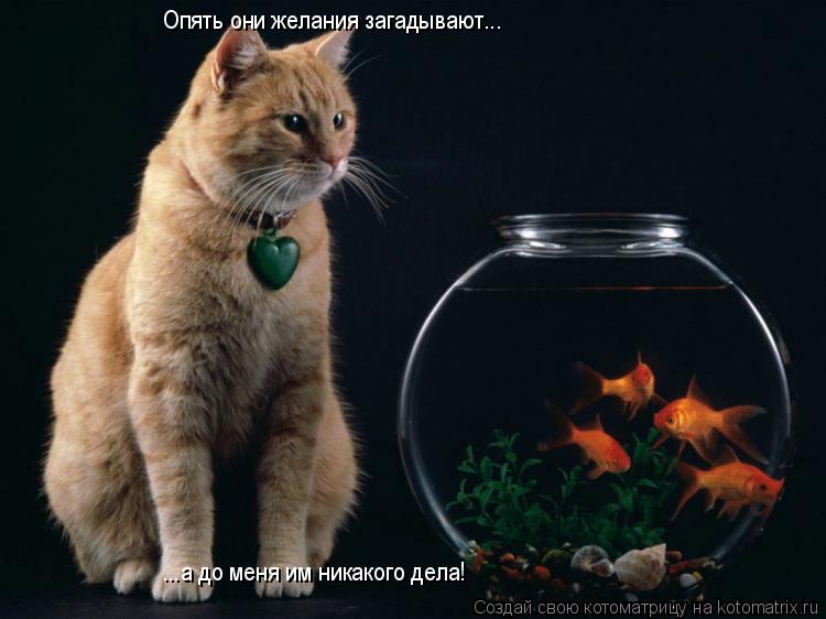 Опять они желания загадывают... ...а до меня им никакого дела!... Котоматрица: Опять они желания загадывают... ...а до меня им никакого дела!