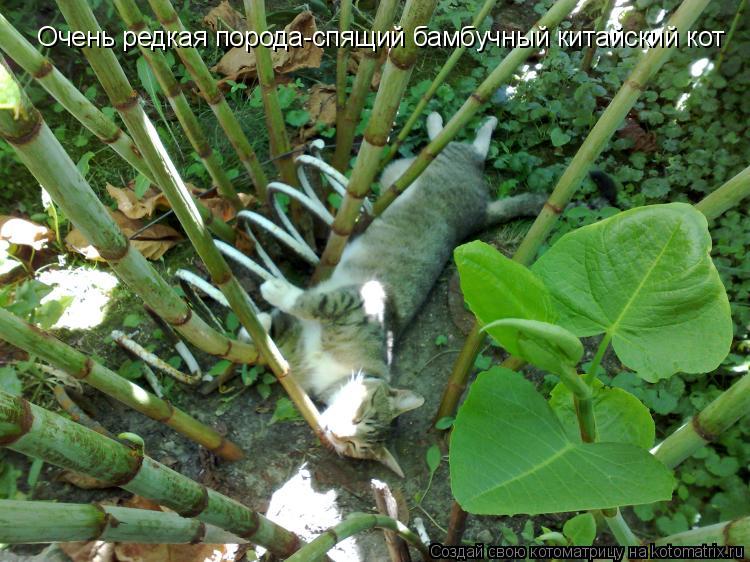 Очень редкая порода-спящий бамбучный китайский кот... Котоматрица: Очень редкая порода-спящий бамбучный китайский кот