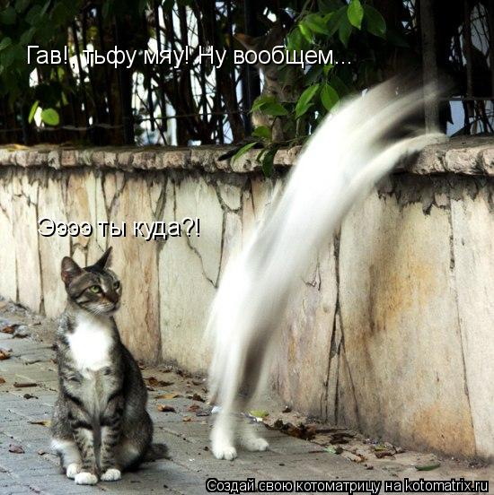 Гав!, тьфу мяу! Ну вообщем... Ээээ ты куда?!... Котоматрица: Гав!, тьфу мяу! Ну вообщем... Ээээ ты куда?!