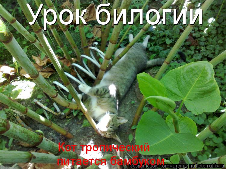 Урок билогии Кот тропический питается бамбуком... Котоматрица: Урок билогии Кот тропический питается бамбуком