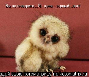 Вы не поверите...Я...орел...горный...вот!... Котоматрица: Вы не поверите...Я...орел...горный...вот!