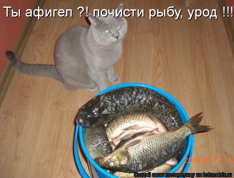 Котоматрица: Ты афигел ?! почисти рыбу, урод !!!