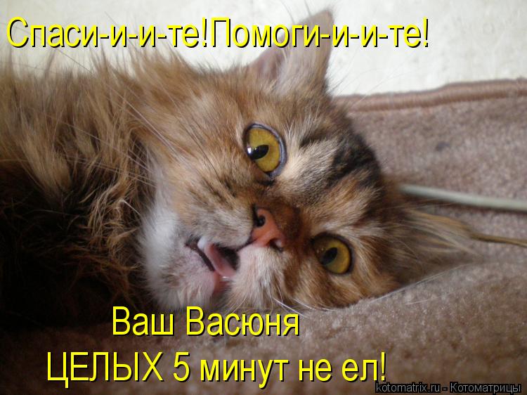 Котоматрица: Спаси-и-и-те!Помоги-и-и-те! Ваш Васюня ЦЕЛЫХ 5 минут не ел!