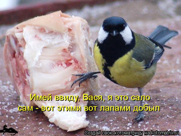 Имей ввиду, Вася, я это сало сам - вот этими вот лапами добыл... Котоматрица: Имей ввиду, Вася, я это сало сам - вот этими вот лапами добыл