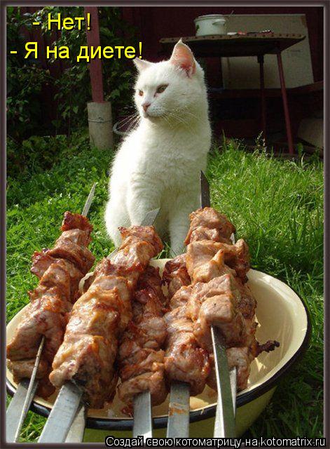 Котоматрица: - Я на диете!  - Нет!