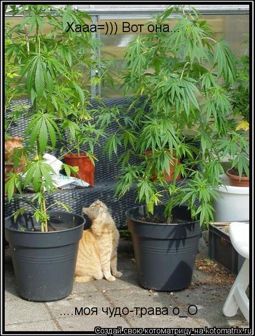 Котоматрица: Хааа=))) Вот она... ....моя чудо-трава о_О ....моя чудо-трава о_О