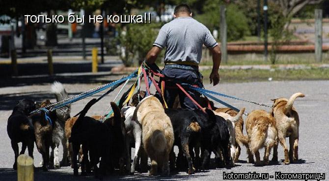 Котоматрица: только бы не кошка!!