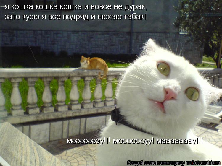 Котоматрица: я кошка кошка кошка и вовсе не дурак, зато курю я все подряд и нюхаю табак! мэээээээу!!! мооооооуу! мааааааау!!!
