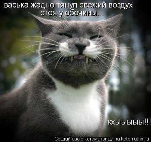 Котоматрица: васька жадно тянул свежий воздух стоя у обочины... кхыыыыы!!!