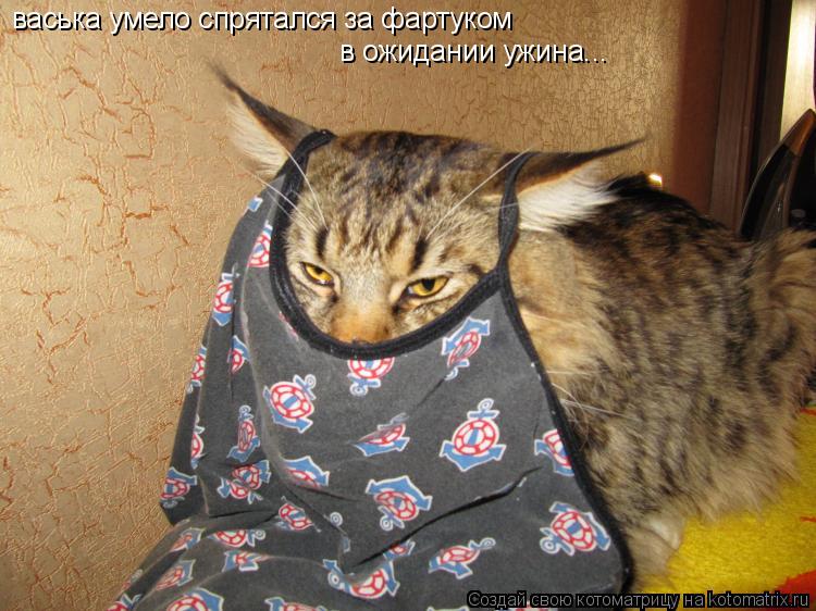 Котоматрица: васька умело спрятался за фартуком в ожидании ужина...