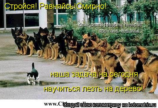 Котоматрица: наша задача на сегодня научиться лезть на дерево! Стройся! Равняйсь!Смирно! блин,опять товарищ генерал про своё, кошачье