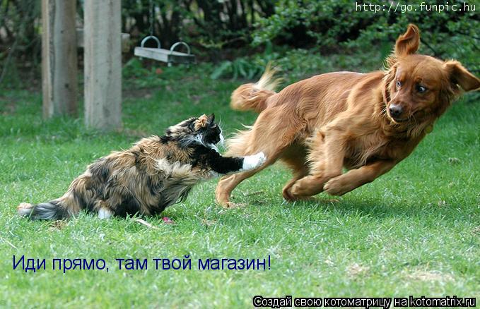 Котоматрица: Иди прямо, там твой магазин!