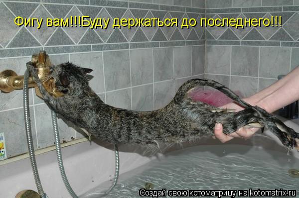 Котоматрица: Фигу вам!!!Буду держаться до последнего!!!