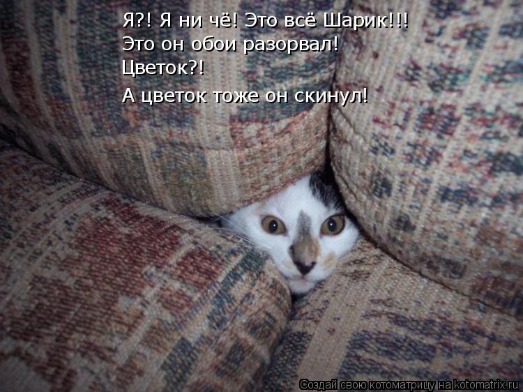 Котоматрица: Я?! Я ни чё! Это всё Шарик!!!  Это он обои разорвал! Цветок?! А цветок тоже он скинул!