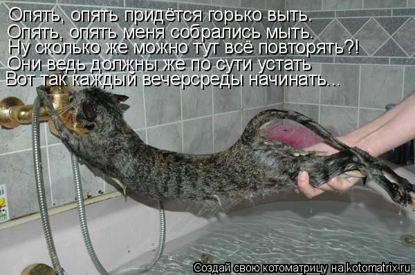 Котоматрица: Опять, опять придётся горько выть. Опять, опять меня собрались мыть. Ну сколько же можно тут всё повторять?! Они ведь должны же по сути устать