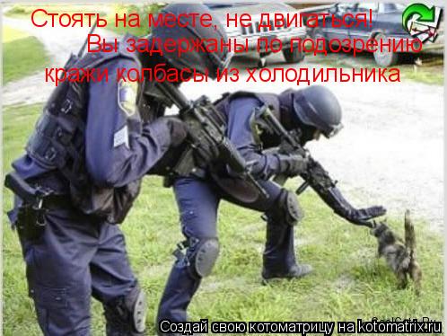 Котоматрица: Стоять на месте, не двигаться! Вы задержаны по подозрению кражи колбасы из холодильника