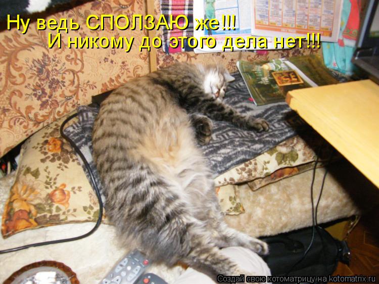 Ну ведь СПОЛЗАЮ же!!! И никому до этого дела нет!!!... Котоматрица: Ну ведь СПОЛЗАЮ же!!! И никому до этого дела нет!!!