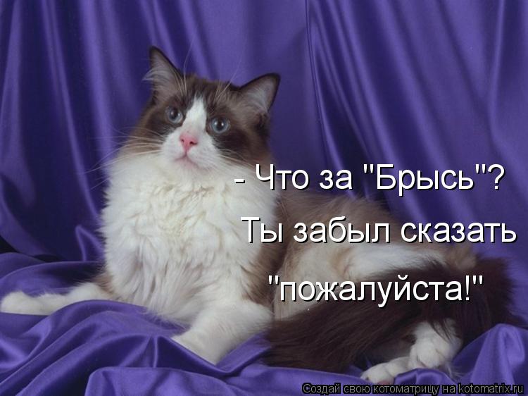 Котоматрица: - Что за "Брысь"?  Ты забыл сказать  "пожалуйста!"