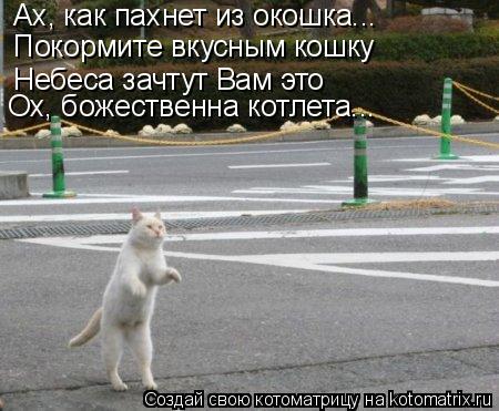 Котоматрица: Ах, как пахнет из окошка... Покормите вкусным кошку Небеса зачтут Вам это Ох, божественна котлета...