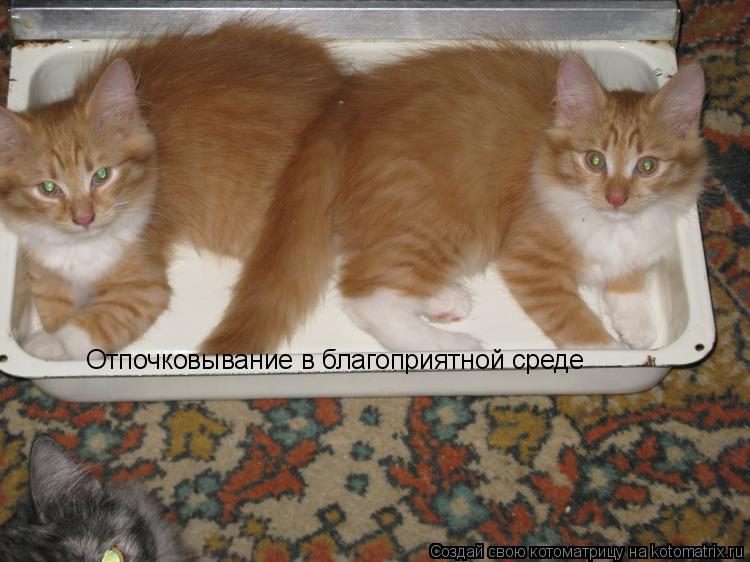 Котоматрица: Отпочковывание в благоприятной среде