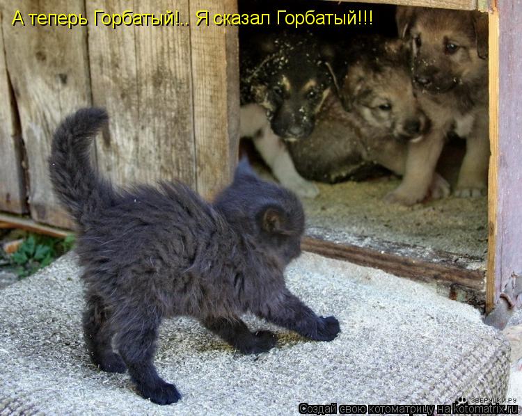 Котоматрица: А теперь Горбатый!.. Я сказал Горбатый!!!