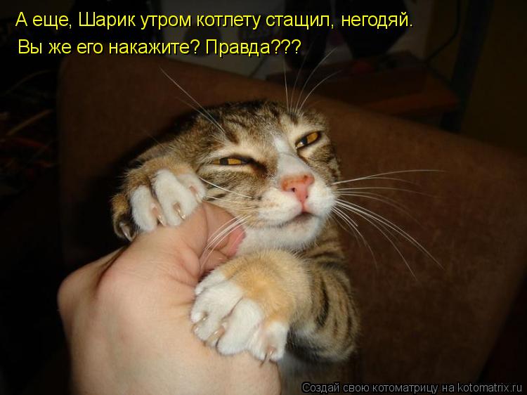 Котоматрица: А еще, Шарик утром котлету стащил, негодяй. Вы же его накажите? Правда???