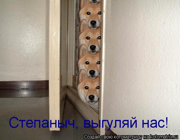 Котоматрица: Степаныч, выгуляй нас!