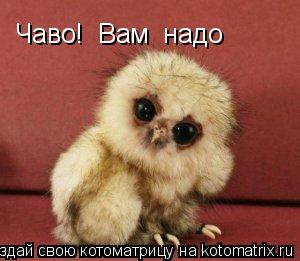 Котоматрица: Чаво!  Вам  надо