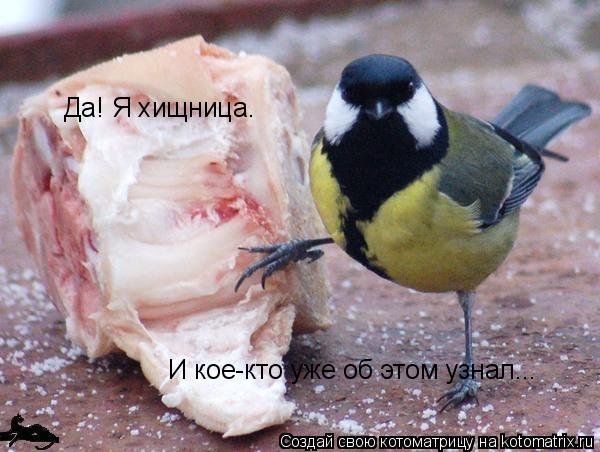 Котоматрица: Да! Я хищница. И кое-кто уже об этом узнал...