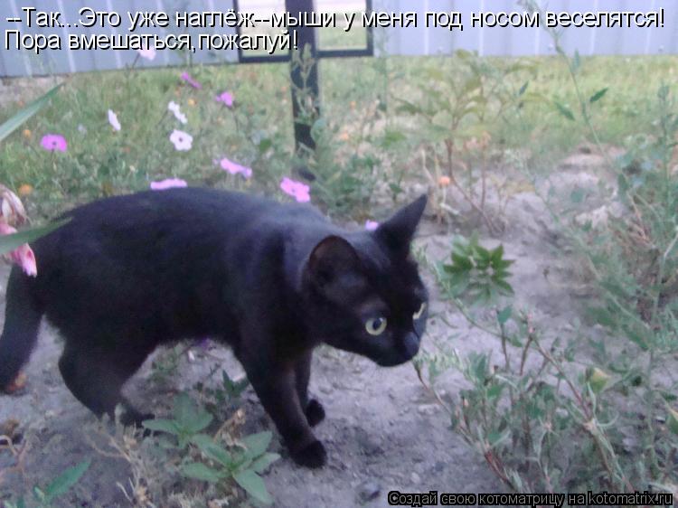 Котоматрица: --Так...Это уже наглёж--мыши у меня под носом веселятся! Пора вмешаться,пожалуй!