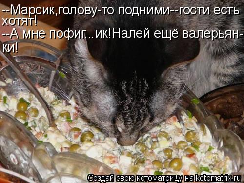 Котоматрица: --Марсик,голову-то подними--гости есть хотят! --А мне пофиг...ик!Налей ещё валерьян- ки!
