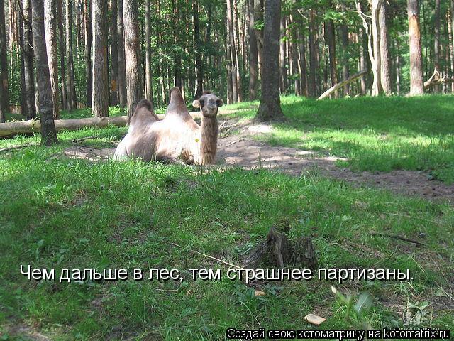 Котоматрица: Чем дальше в лес, тем страшнее партизаны.
