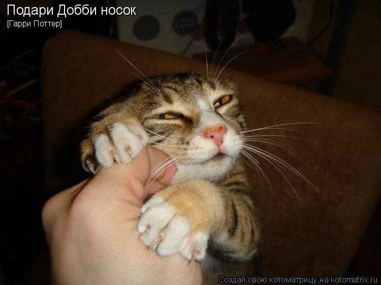 Котоматрица: Подари Добби носок [Гарри Поттер]